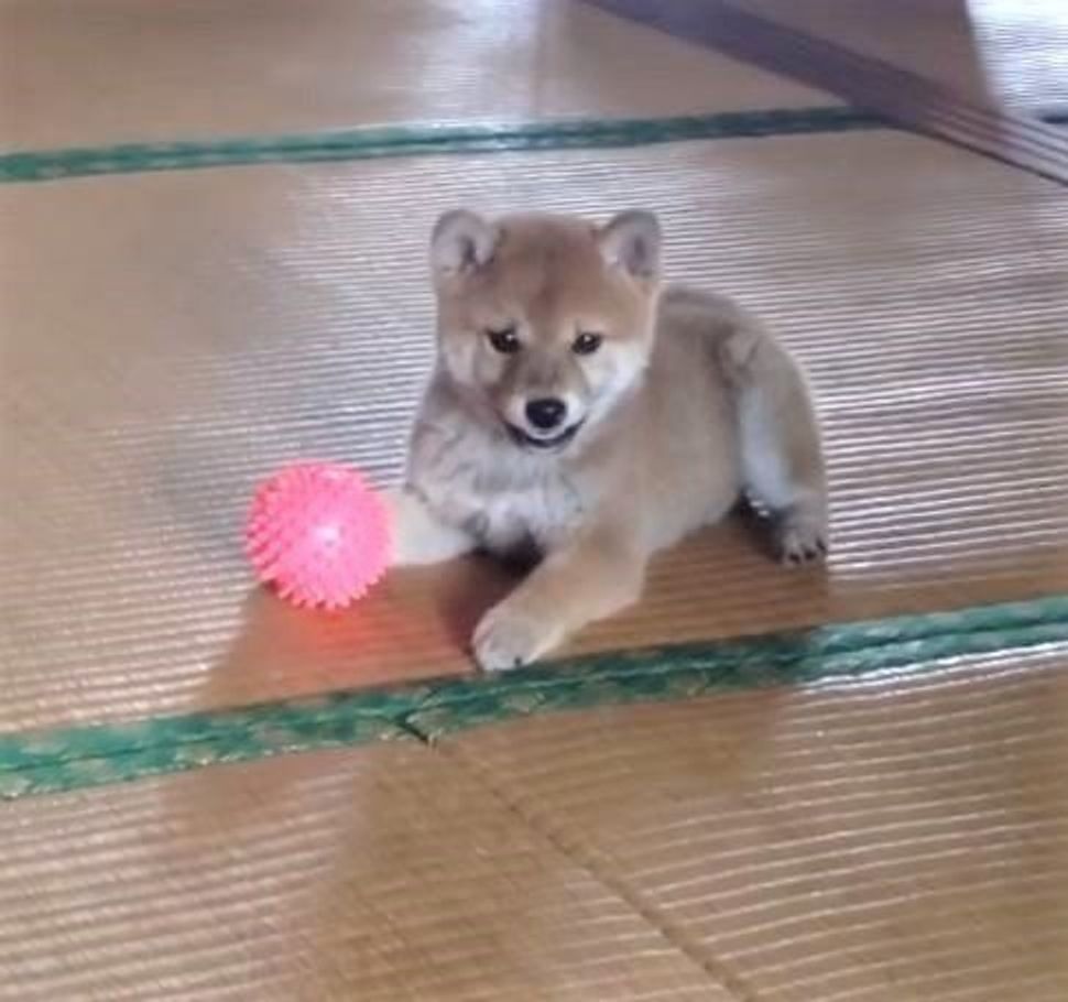 ボール遊びに夢中の柴犬の子犬 いつの間にかママさん放置 いぬのきもちweb Magazine ボール遊びに夢中の柴犬の子犬 いつの間にかママさん放置 いぬのきもちweb Magazine