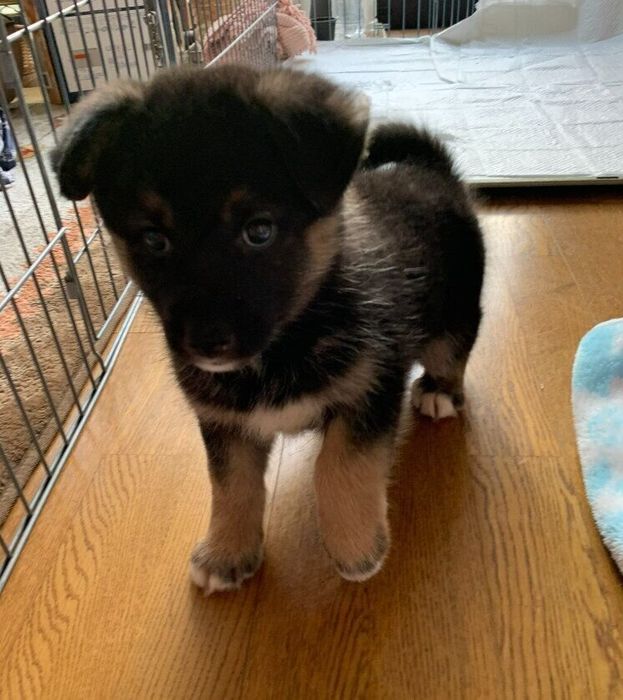 お迎え直後の犬