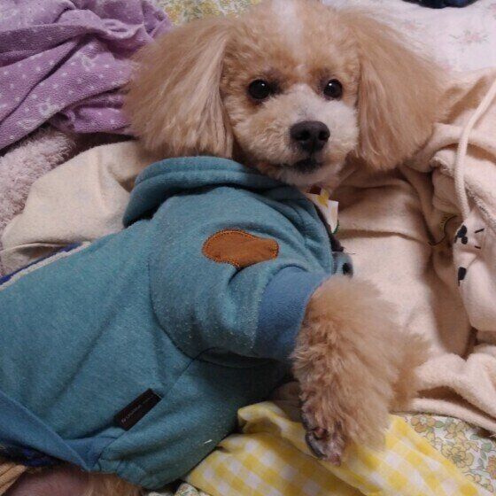 ママのパジャマにスリスリするハービーくん