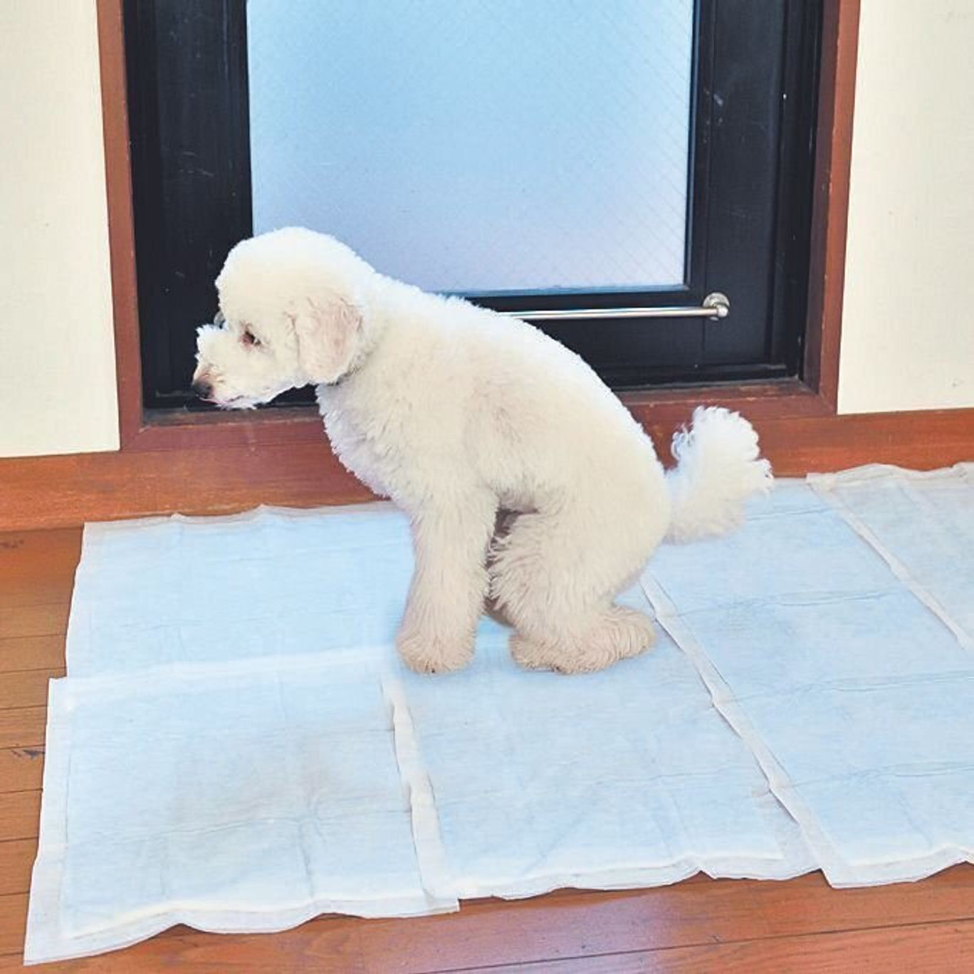 外でしかトイレをしない愛犬 おうちトイレできるようにするため の4つの方法って いぬのきもちweb Magazine 外でしかトイレをしない愛犬 おうちトイレできるようにするため の4つの方法って いぬのきもちweb Magazine