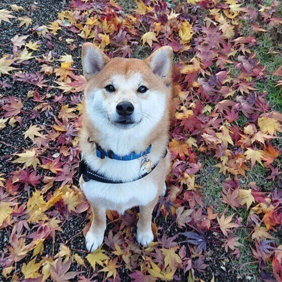 紅葉と柴犬のふくくん