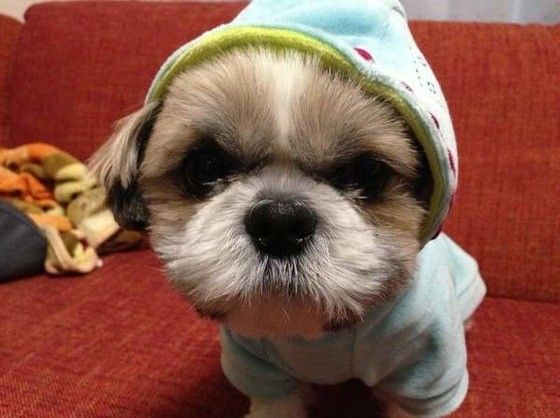 見つめるシー・ズー