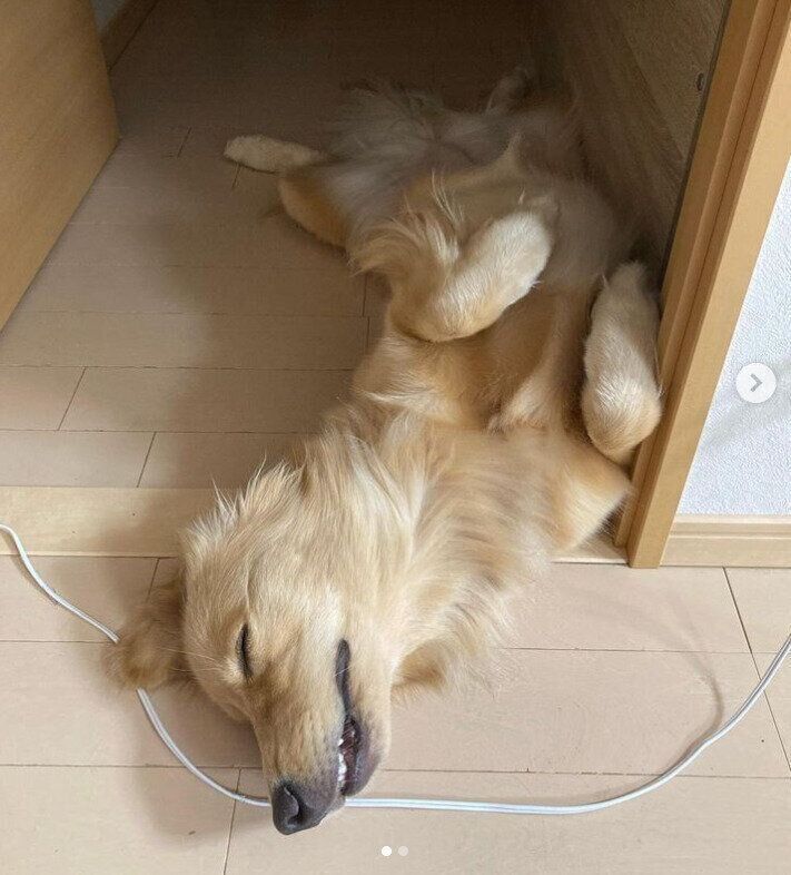 かりんちゃん（ゴールデン・レトリーバー）