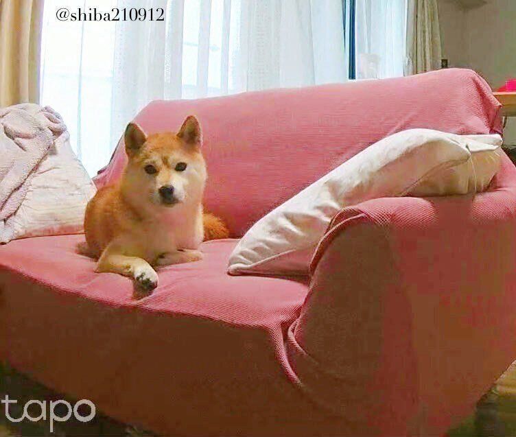 見守りカメラを見つめるももちゃん