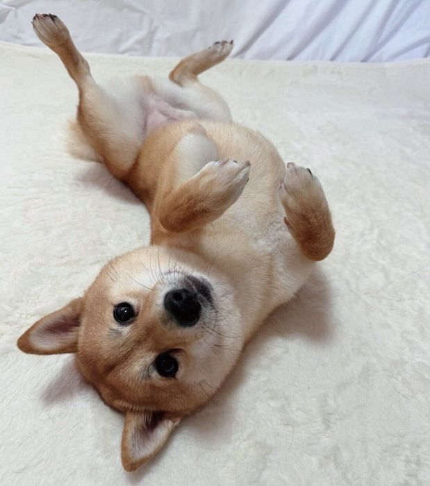 寝転がるろくくん