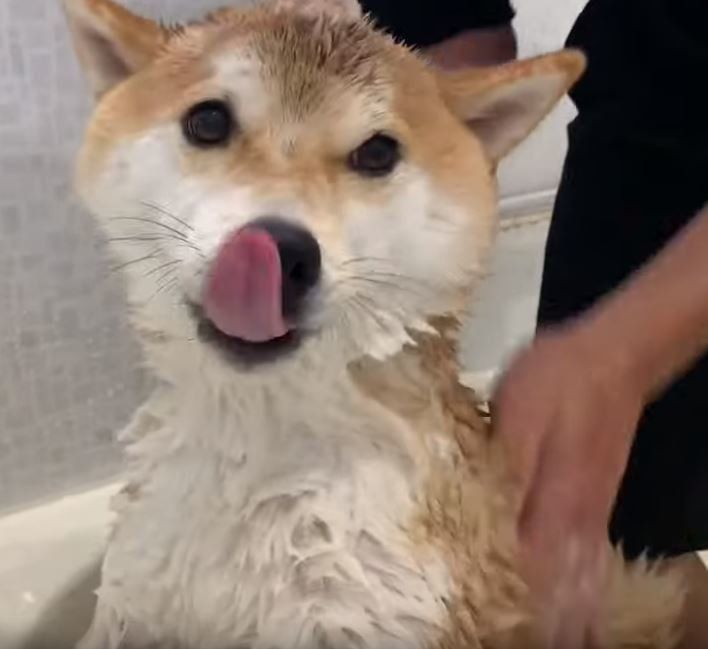 シャンプーされる柴犬