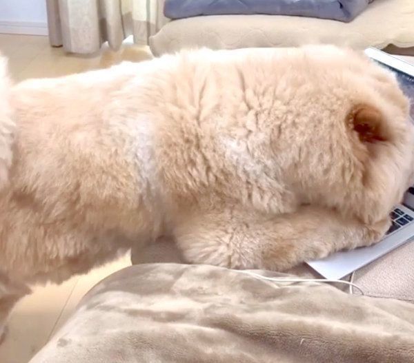 猫を探すくり蔵くん