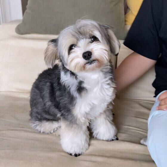 なでてもらって嬉しそうなワンちゃん いぬのきもち