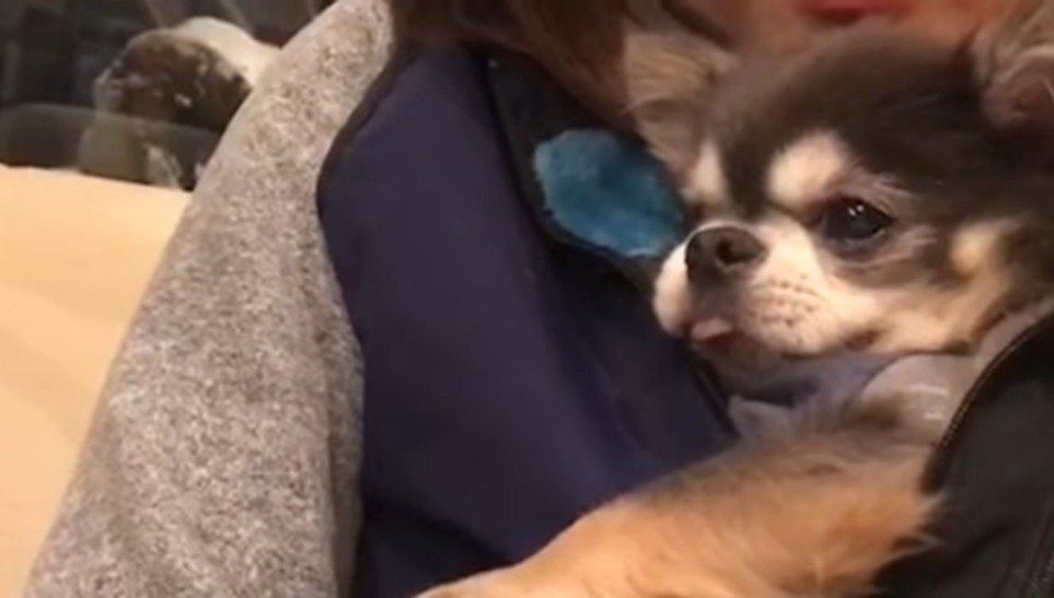 ほんわかチワワ