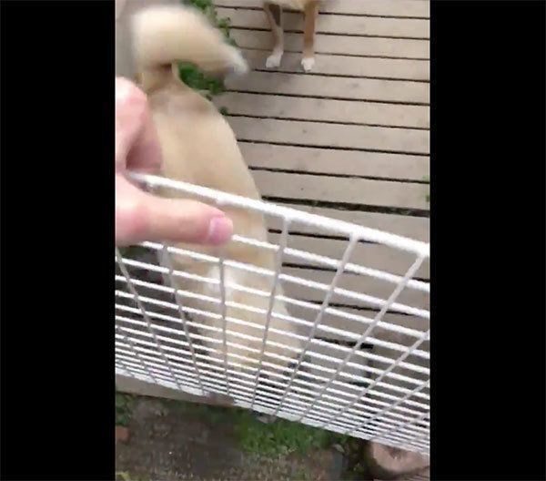 柵を外してみる飼い主さん