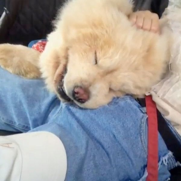 くしゃくしゃ笑顔のチャウ・チャウ