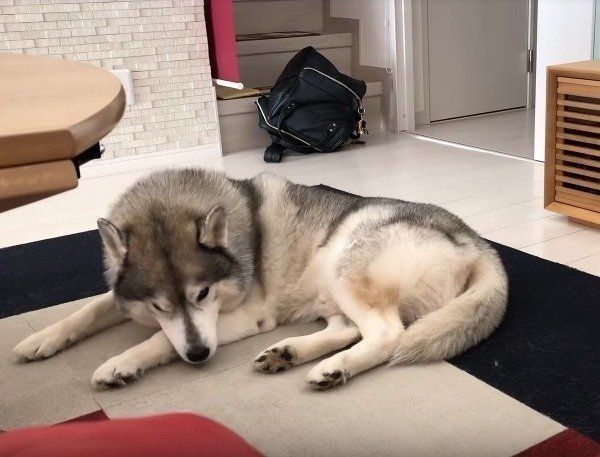 シベリアン・ハスキー