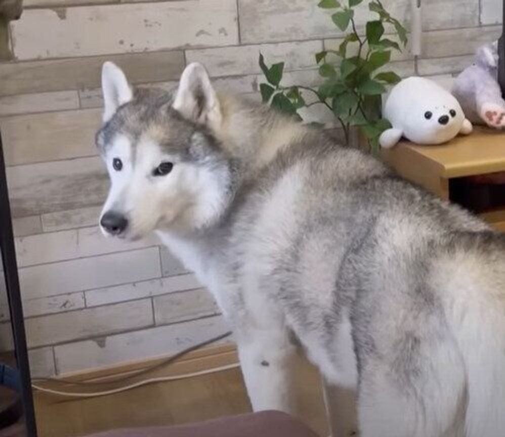 ソファを おしぼり にするシベリアン ハスキー 必死に口を拭く姿がかわいい いぬのきもちweb Magazine ソファを おしぼり にするシベリアン ハスキー 必死に口を拭く姿がかわいい いぬのきもちweb Magazine