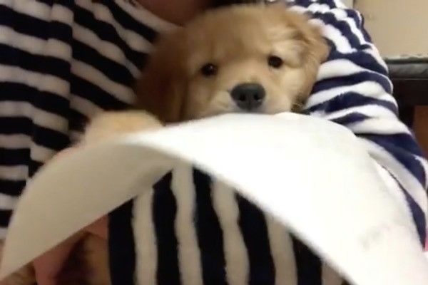 ゴールデン・レトリーバー