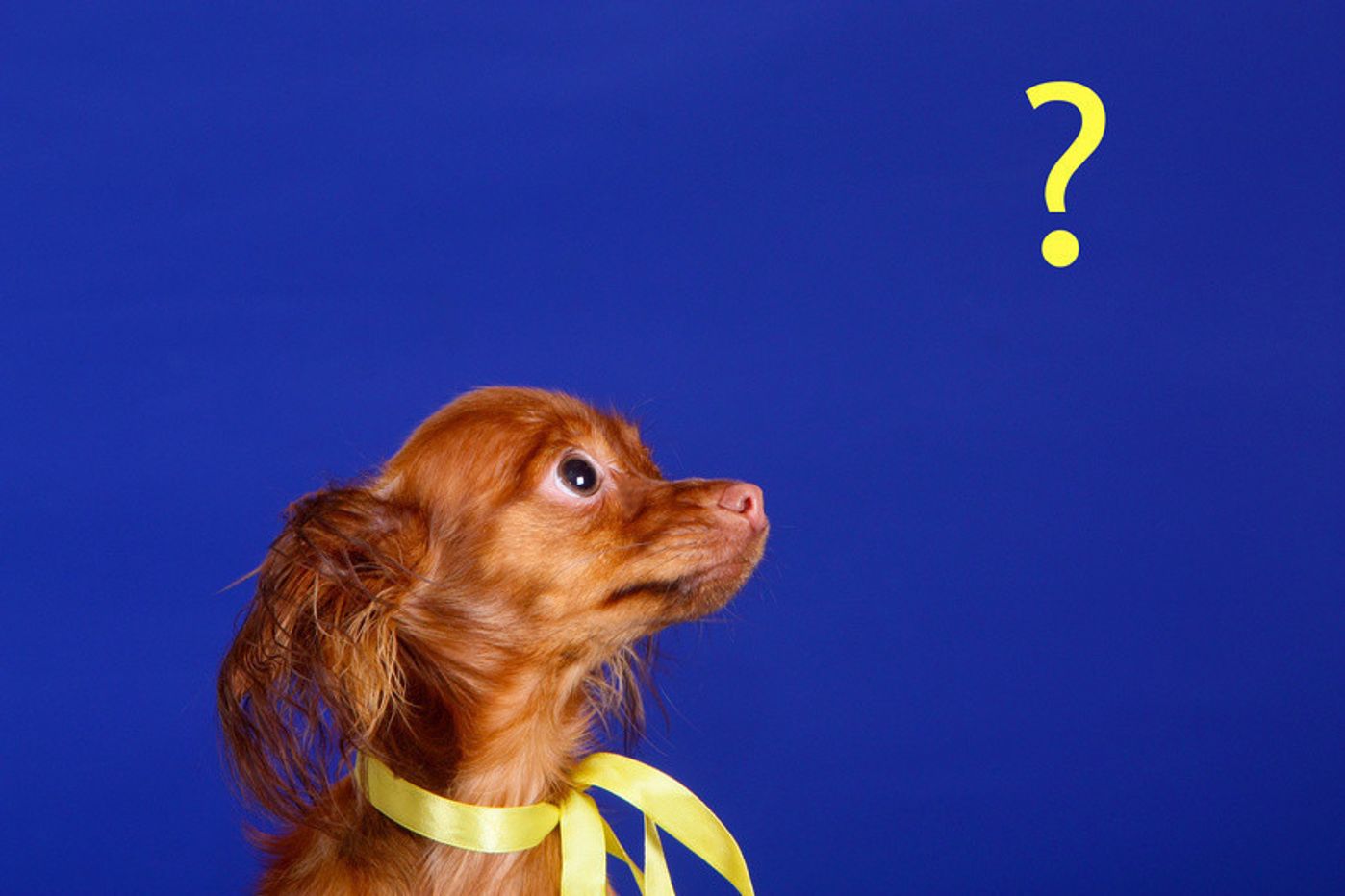 栄養士監修 犬に梨をあげるのは大丈夫 あげる時に注意すること いぬのきもちweb Magazine 栄養士監修 犬に梨をあげるのは大丈夫 あげる時に注意すること いぬのきもちweb Magazine