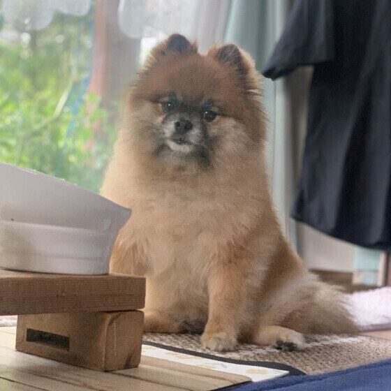 犬が食器台（餌台）を使うメリットと食べやすい高さの目安とは？ いぬのきもち