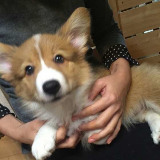 ウェルシュ・コーギー・ペンブローク