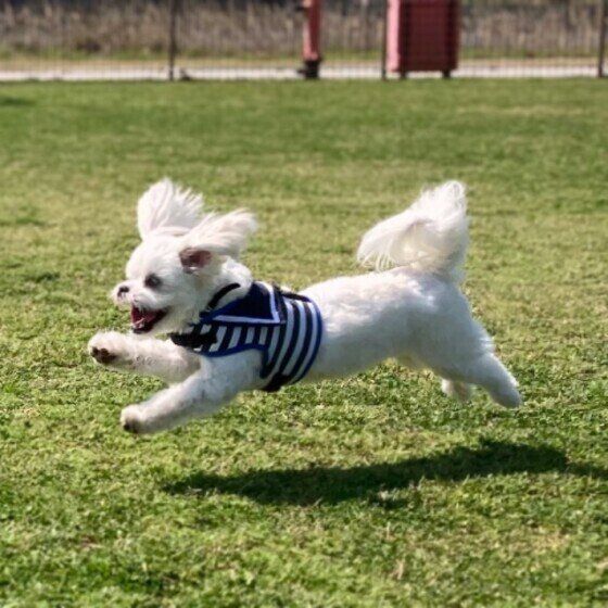 ドッグランで走る犬