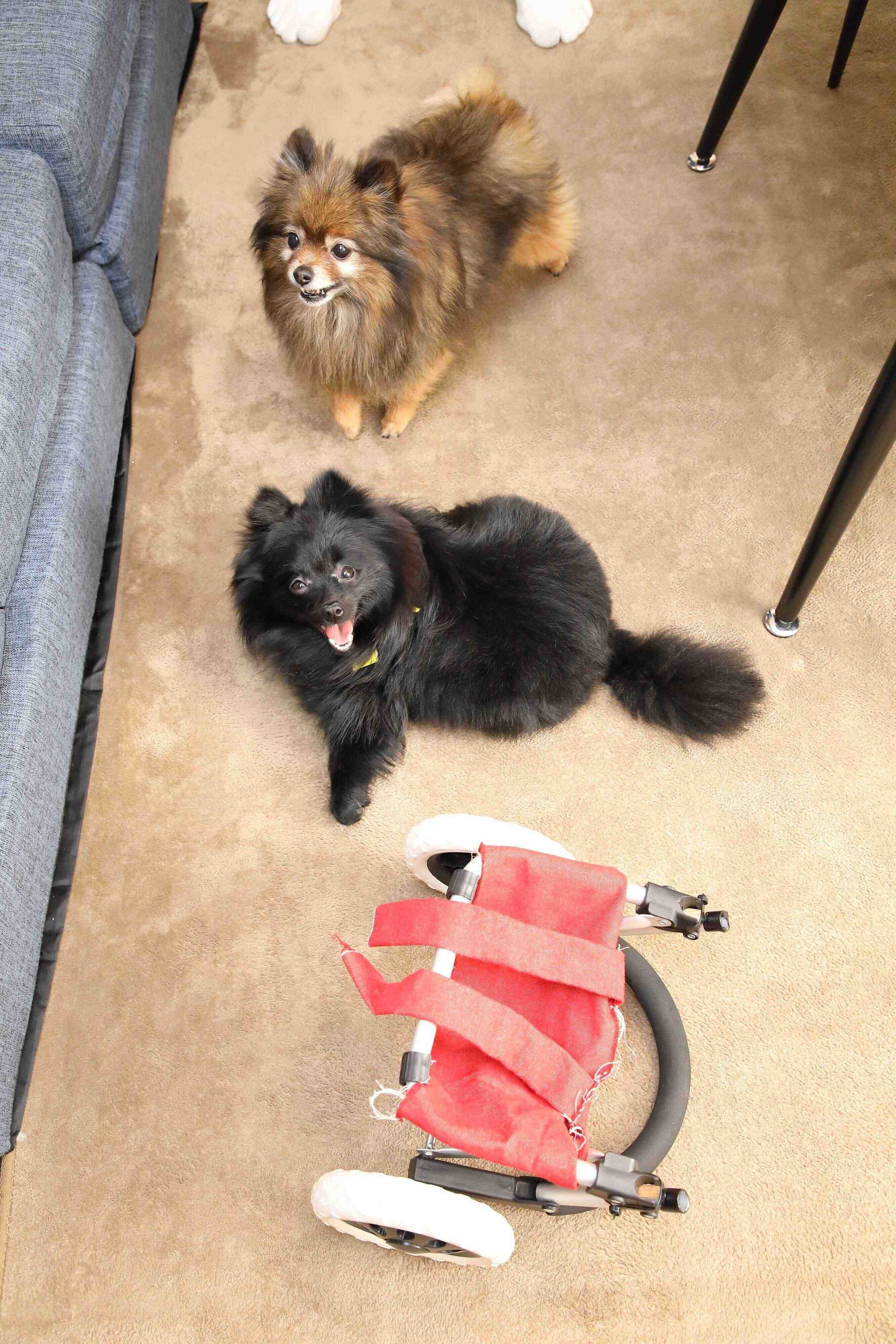 人用のキャリーカートを改造した車いすを手作りしましたが、みかんちゃんが転倒してしまい、お蔵入りに（撮影／尾﨑たまき）