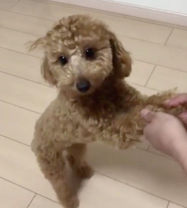 見つめるトイ・プードル