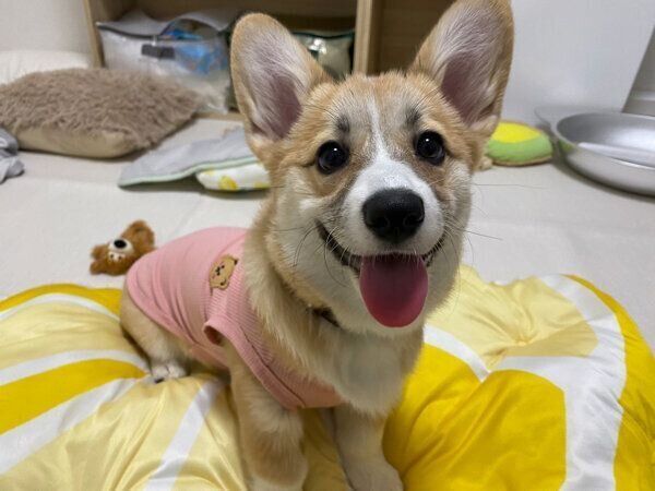 ニコニコ笑顔のコパンちゃん