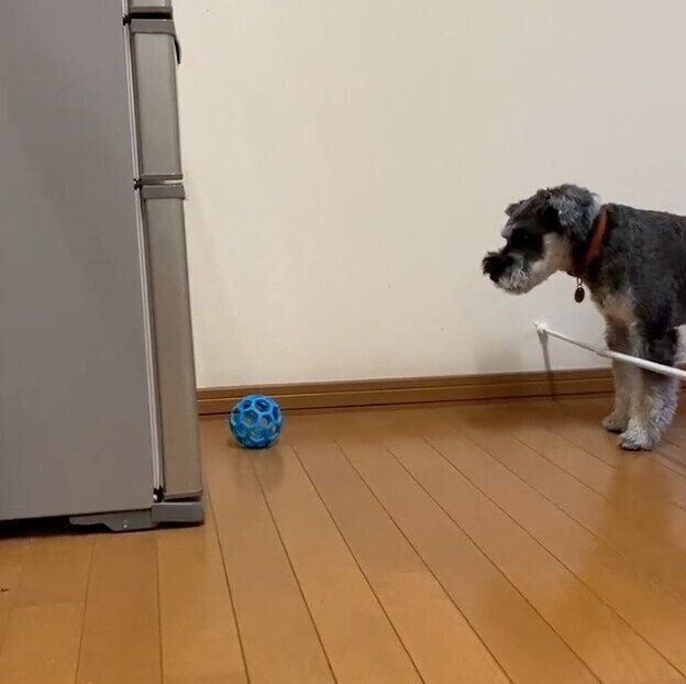 ボールを見つめるモチくん