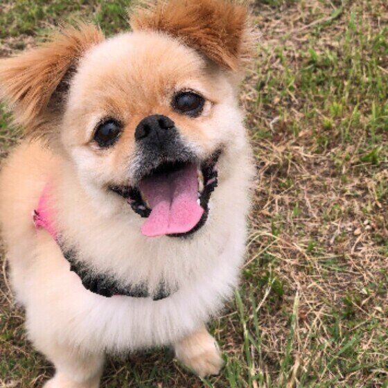 この人大好き！犬が一緒にいたい人の特徴4つ いぬのきもち