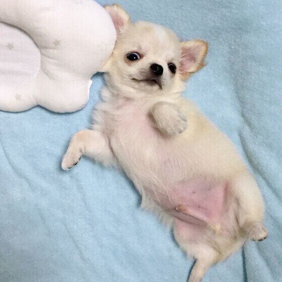 おなかを見せるチワワ