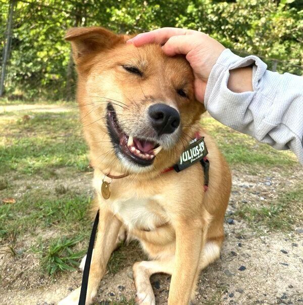 頭をなでてもらうむぎちゃん