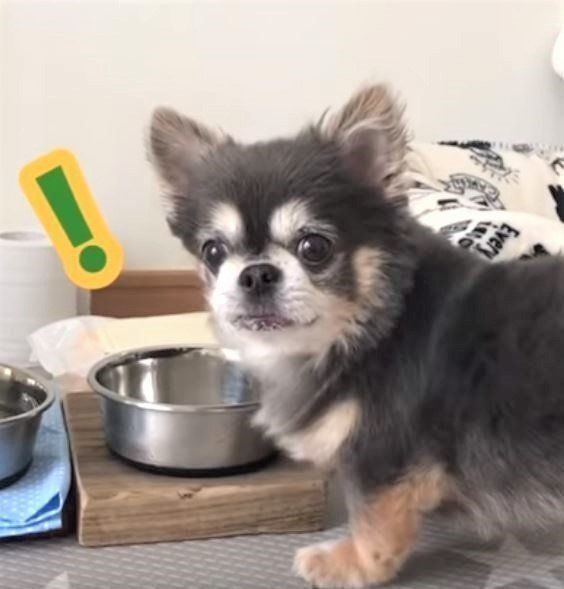 ごはんを食べるチワワ