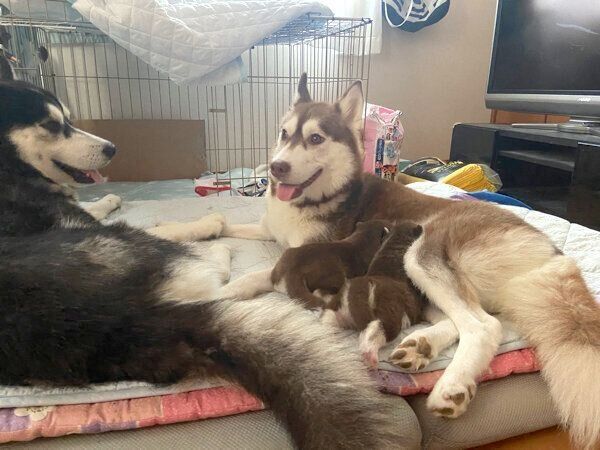 ハスキーの親子写真