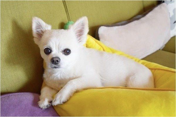 見つめるチワワ