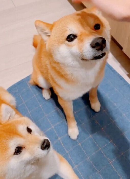 ナデナデをしてもらうちくわくんと、順番待ちをするがんもくん