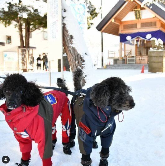 初詣に来たトイ・プードルのクロくんとりくくん