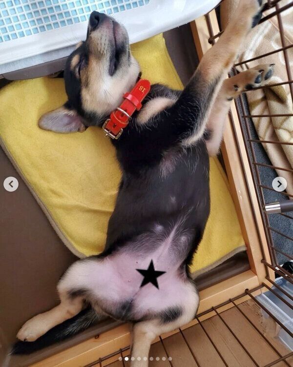 ヘソ天するラックくん