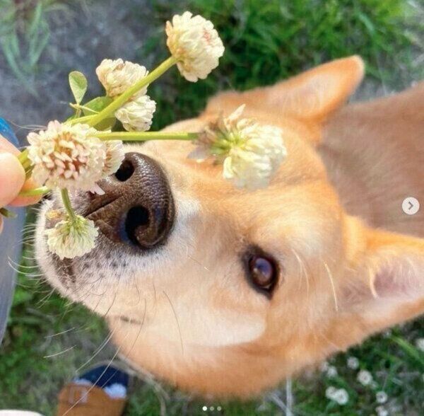 お散歩を楽しむ福くん