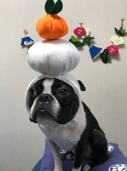 ボストンテリア