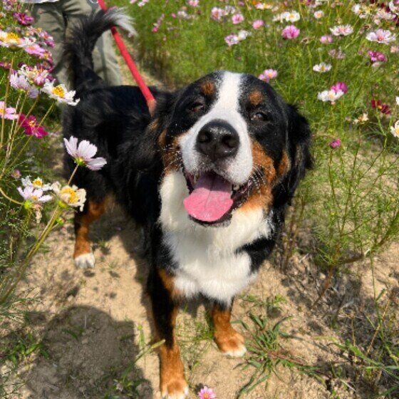 犬が食後に汚れた口を拭きにくる？ 口周りを一生懸命に拭く謎行動とは いぬのきもち