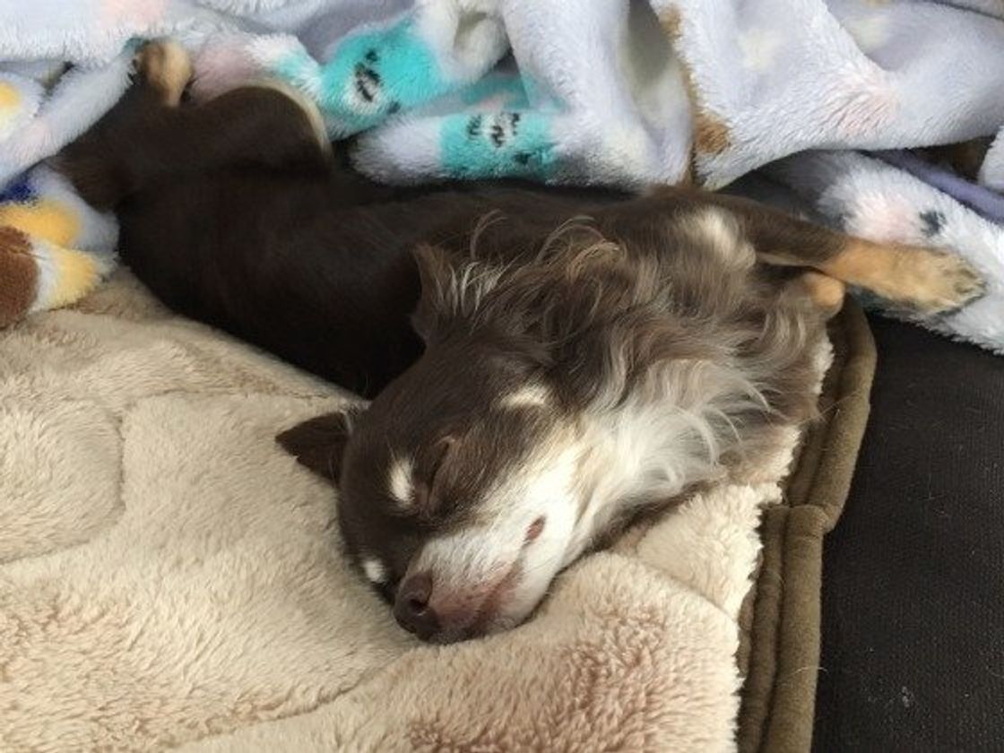 ぐっすり眠れているのかな 犬の寝姿 寝場所で 安眠度 チェック いぬのきもちweb Magazine ぐっすり眠れているのかな 犬の寝姿 寝場所で 安眠度 チェック いぬのきもちweb Magazine