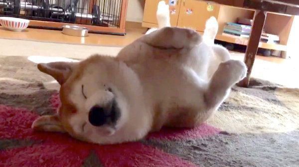 幸せそうに眠るロペさん