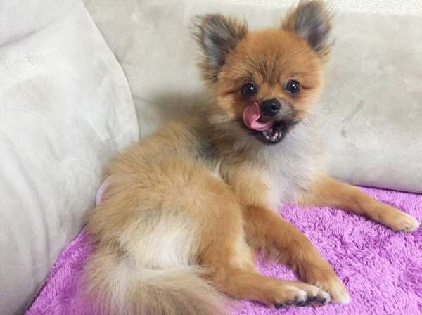 見つめるポメラニアン