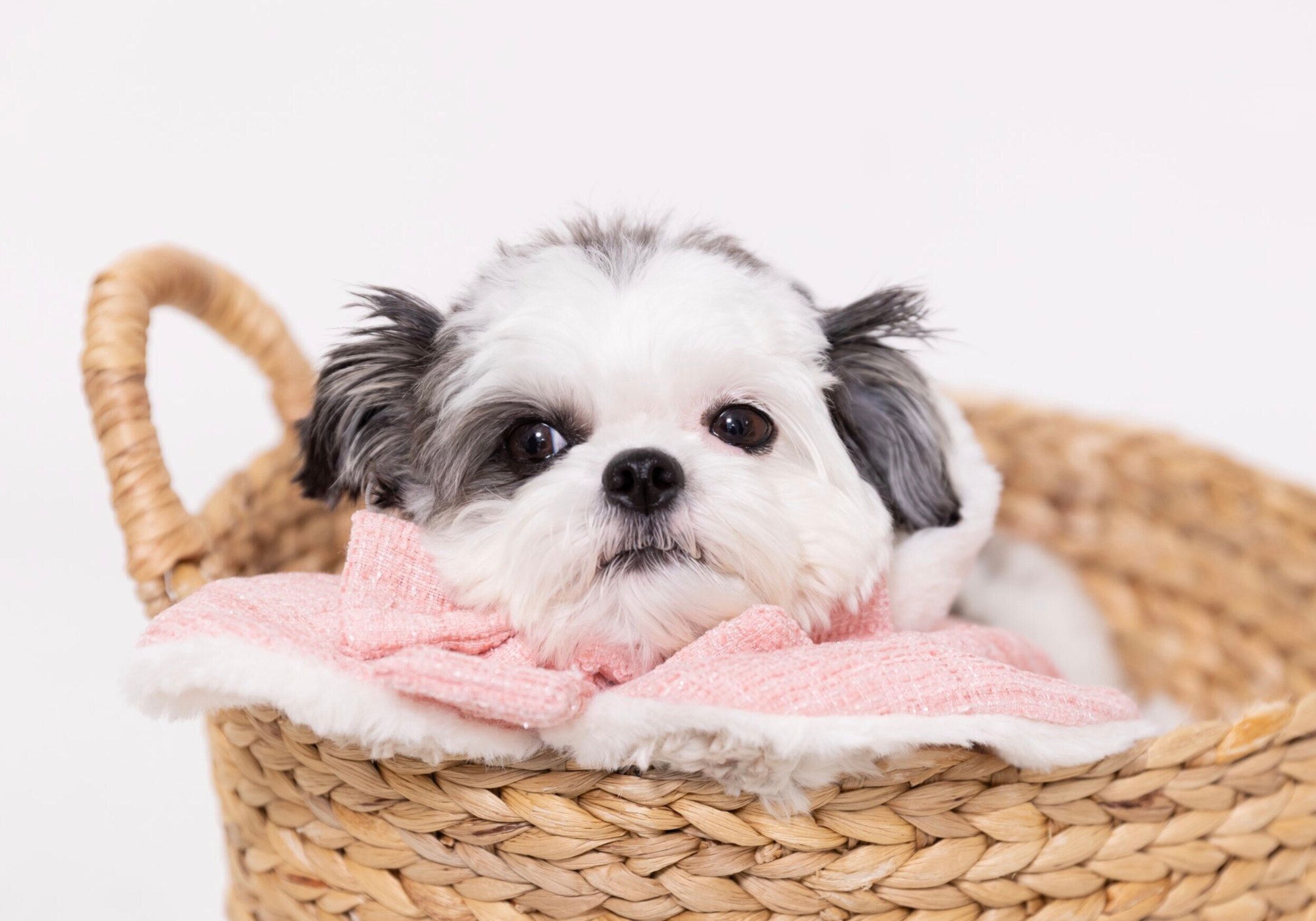 撮影中のハラミちゃん