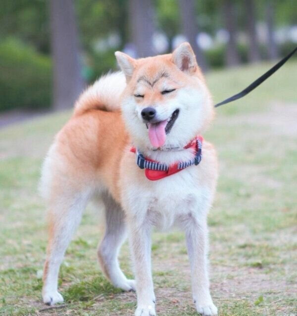 お散歩で会った人全員にツッコまれる 笑 豆柴のくっきりカモメ眉が可愛すぎ いぬのきもちweb Magazine お散歩で会った人全員にツッコまれる 笑 豆柴のくっきりカモメ眉が可愛すぎ いぬのきもちweb Magazine