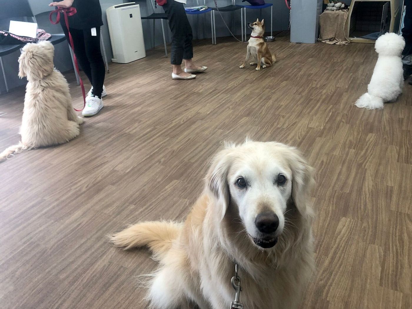 大型犬のしつけはプロに習うのが常識だったのに なぜ変わったのか 連載 西川文二の 犬ってホントは Vol 136 いぬのきもちweb Magazine 大型犬のしつけはプロに習うのが常識だったのに なぜ変わったのか 連載 西川文二の 犬ってホントは Vol 136 いぬのきもちweb Magazine