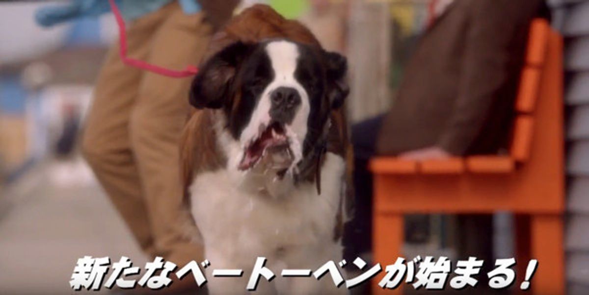 冬が近づくと なぜか見たくなる あの 名作わんこ映画 の新作が出たの知ってた いぬのきもちweb Magazine 冬が近づくと なぜか見たくなる あの 名作わんこ映画 の新作が出たの知ってた いぬのきもちweb Magazine