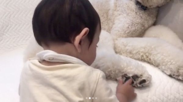 肉球を触られる犬