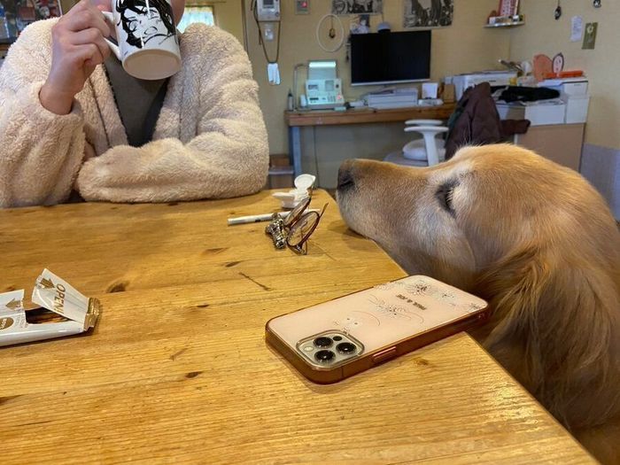 飼い主さんを見つめるすまちゃん