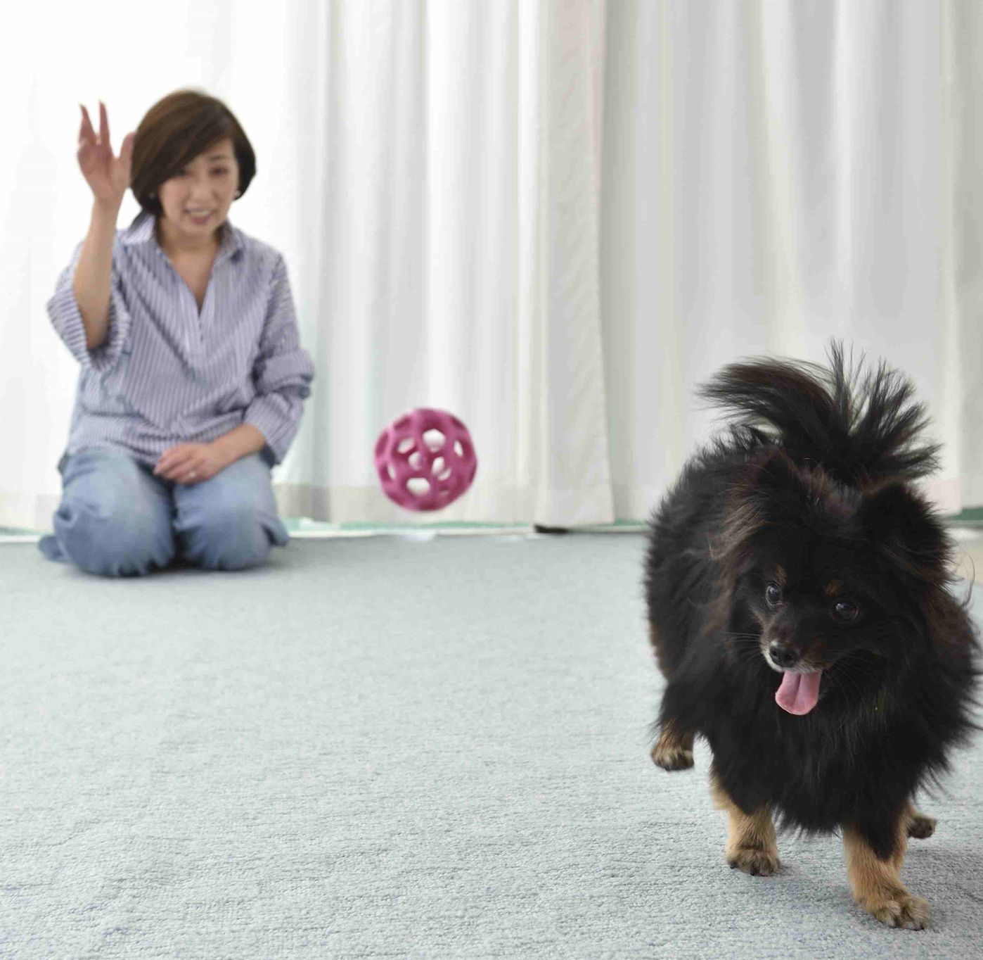 来客の ピンポーン で吠える犬 意外と効くワザ3選 いぬのきもちweb Magazine 来客の ピンポーン で吠える犬 意外と効くワザ3選 いぬのきもちweb Magazine