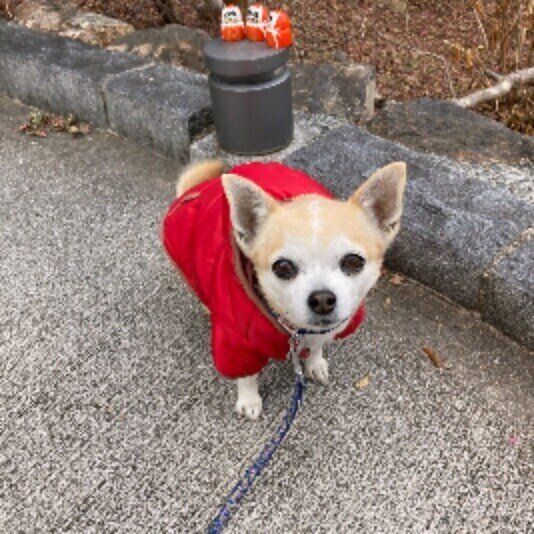 チワワ　マロン