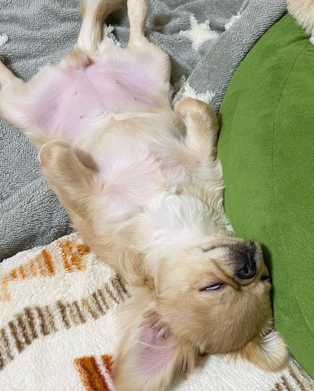 ミックス犬のいくらちゃん